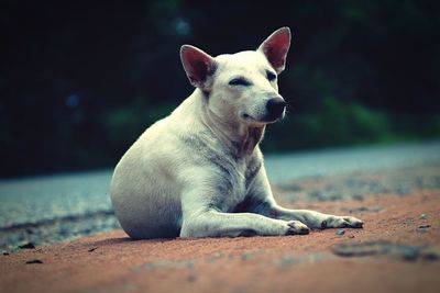 Dog relaxing on footpath