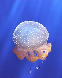 Close-up of jellyfish against blue background