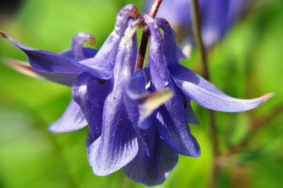 Close-up of water drops on purple flower