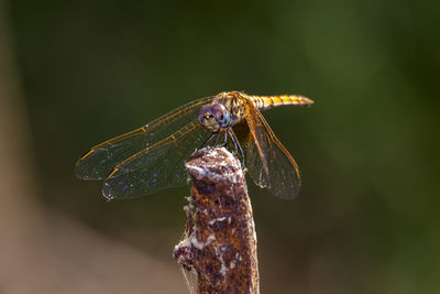 Close-up of dragonfly on twig