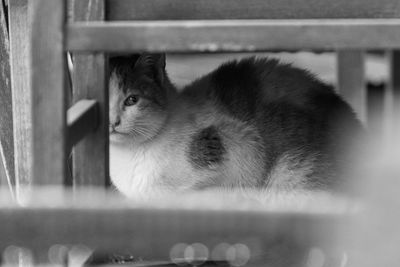 Close-up of a cat looking away