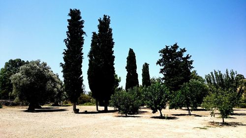 Trees against clear blue sky