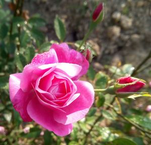 Close-up of pink rose blooming outdoors