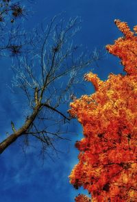 Low angle view of trees against blue sky