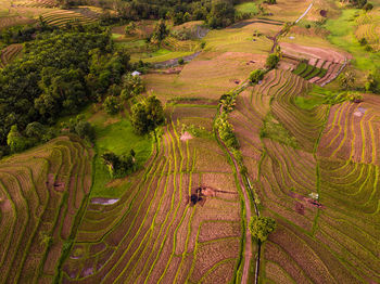 Morning air views on indonesian rice terraces