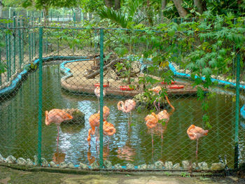 View of a reptile by the lake