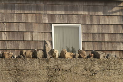 Cat on brick wall