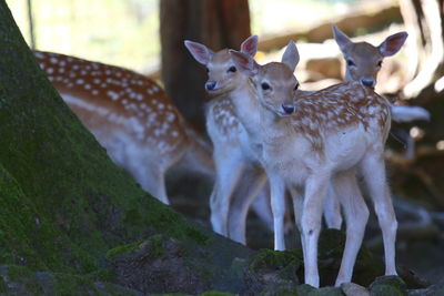 Deer standing in a field