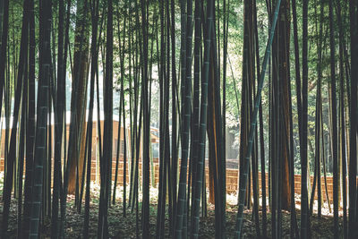 Kairakuen - ibaraki - japan