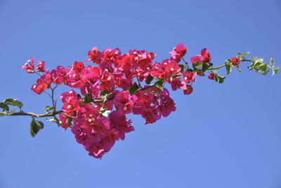 Low angle view of pink cherry blossoms against blue sky