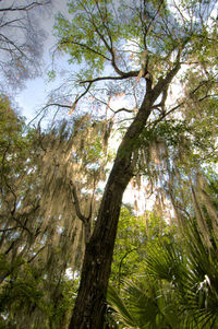 Low angle view of trees against sky