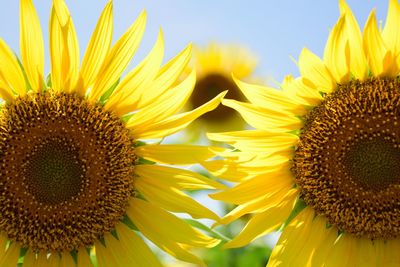 Close-up of sunflower