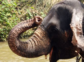 Close-up of elephant