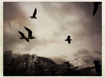 Low angle view of silhouette birds flying against sky