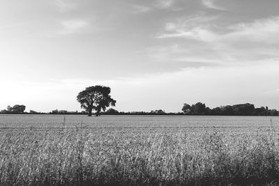 Scenic view of field against sky