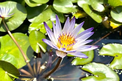 Close-up of lotus water lily in pond