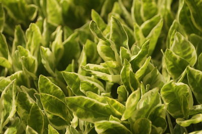 Full frame shot of green leaves