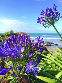 Close-up of purple flowering plant