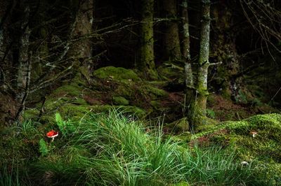 Trees growing in forest