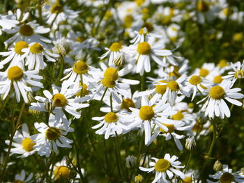 Close-up of white daisy flowers