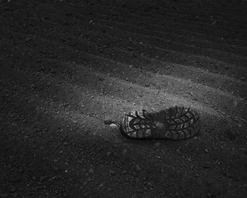 High angle view of snake on road