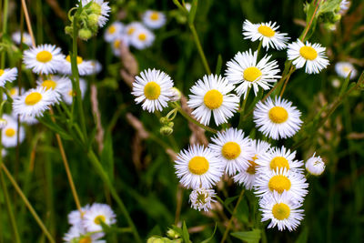 Close-up of white daisy flowers