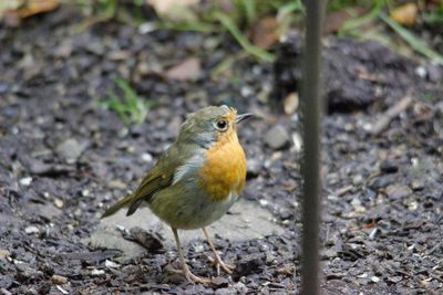 Close-up of bird perching on a field