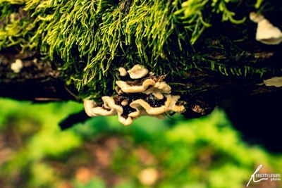 Close-up of mushrooms growing on tree