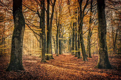 Trees in forest during autumn