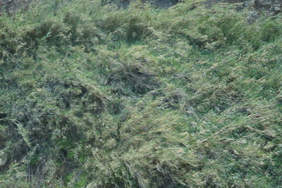 Full frame shot of trees on field