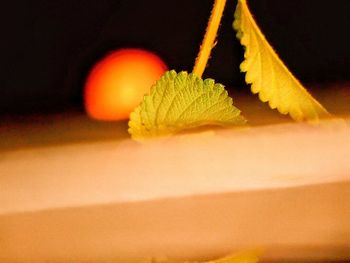 Extreme close up of leaf on table