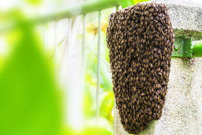 Close-up of bee on plant