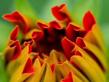 Close-up of red flowering plant