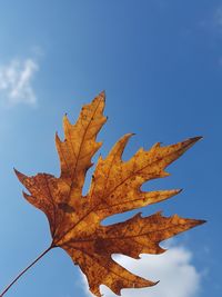 Low angle view of maple leaf against blue sky