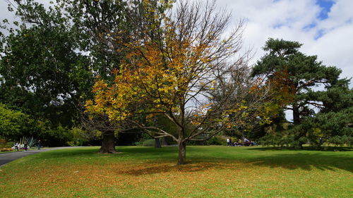 Trees on landscape against sky