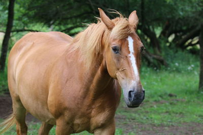 Close-up of horse standing on field