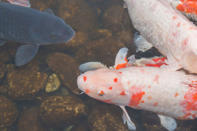 Fish swimming in sea