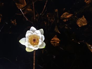 Close-up of white rose flower