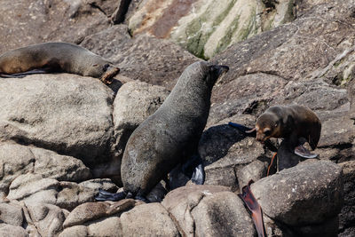 High angle view of sea lion on rock