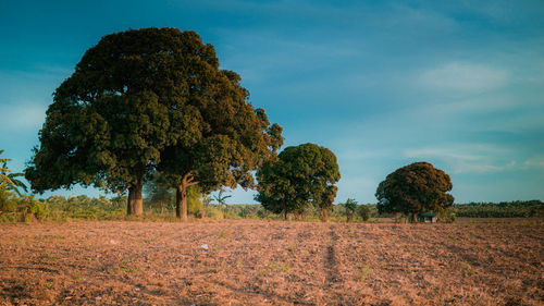 Trees under a clear sky