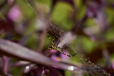 Close-up of water drops on plant