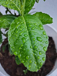 Close-up of raindrops on leaves