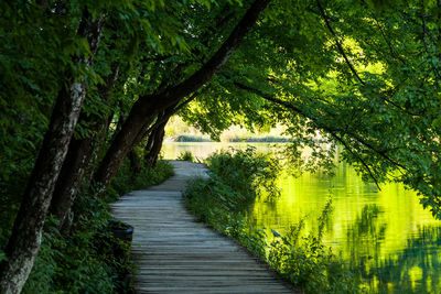 Scenic view of lake amidst trees