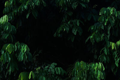 Full frame shot of fresh green plants