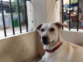 Close-up portrait of dog looking at camera