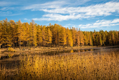 Scenic view of trees by lake in forest against sky