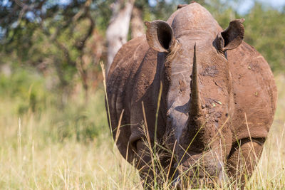 Close-up of elephant on grass