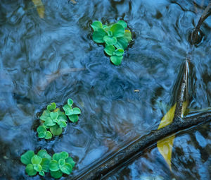 Leaves floating on water