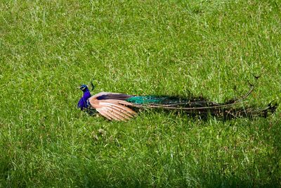 High angle view of bird on land