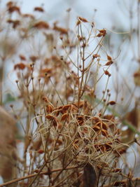 Close-up of dried plant on field